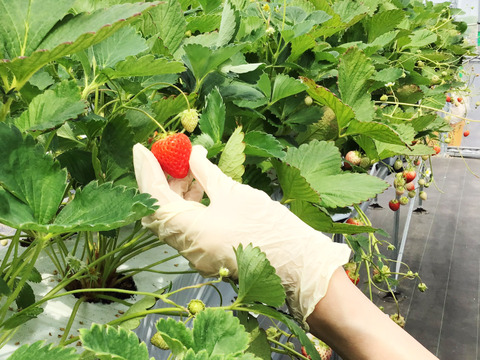 いちご 35玉×2 青森県産（夏のしずく）朝摘み 直送