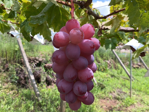 甘さたっぷり！シャインマスカット1房&赤ぶどう1房&お楽しみ1パックＸ《2セット》食べ比べ9月上旬発送