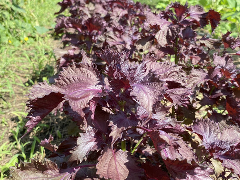 【自然栽培🍀伝統品種ちりめん赤紫蘇・枝付き300g】梅干し・柴漬け・紫蘇ジュースに（簡単レシピ付き）