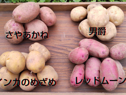 新じゃが食べ比べ4種!農薬・化学肥料不使用のじゃがいも詰め合わせ 2Kg