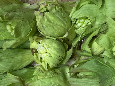 【予約販売：春山の恵み】新潟の天然ふきのとう400g