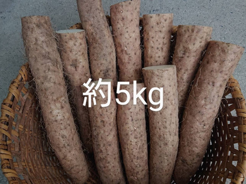 長野県産冬堀り長芋収穫しました。約５㎏入り/甘味と粘り良しですよ。長芋レシピ商品説明に色々記載してますのでご参考になさって下さいませ。※日持ちします。