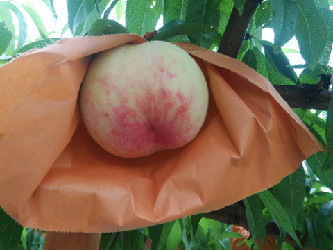 【贈答用】【朝どれ】
くだもの王国おかやまよりお届け
加納岩白桃の手提げ箱6玉入り (1.5㎏～1.7㎏)