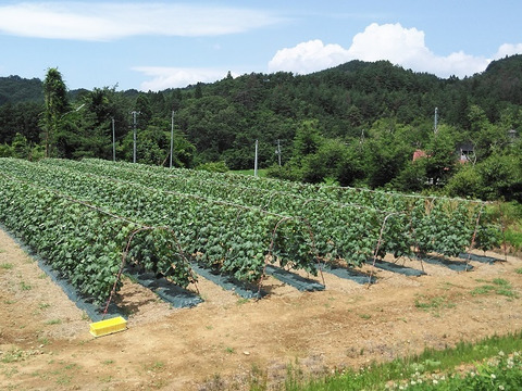 わけあり曲がり品！朝どり直送冷蔵便！シャリッと！パリッと！朝露のきゅうり5kg