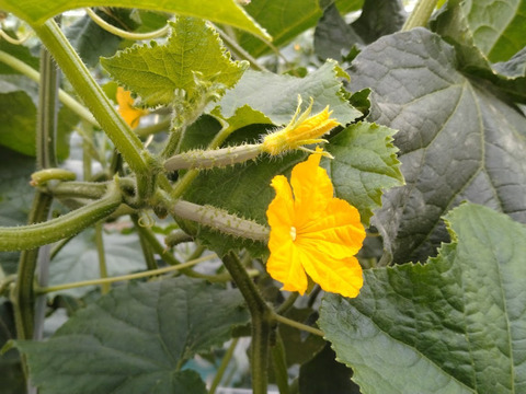 朝採り‼お徳用曲がりきゅうり (約5㎏)