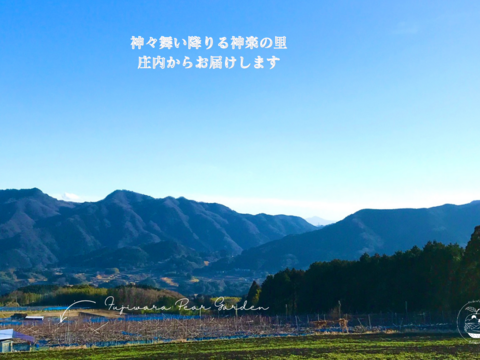 【あきづき】3kg　フルーティーな香りと上品な甘さ＊限定個数＊人気急上昇中！！高級品種　庄内甘熟梨【ギフト】【ご贈答】5~8玉　9月中旬頃〜発送