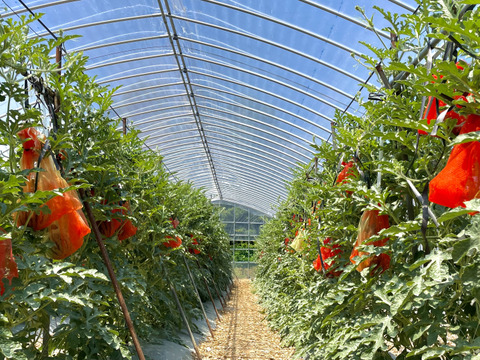 【夏ギフト】贅沢な甘さとシャリ感『空中育ちの大玉すいか』６kg　１玉