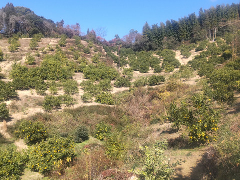 広島県産レモン、防腐剤、ワックス不使用　皮ごと使用できる 訳あり品  5ｋｇ(約50個)