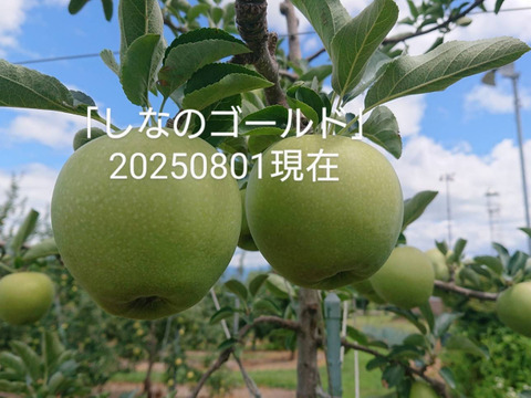 収穫中！「シナノゴールド約3kg入り」スタッフお薦め　ゴールデンデリシャスと千秋の交配種/2品種の良い所どり・瑞々しく　｢パリッとシャリ感最高」です。