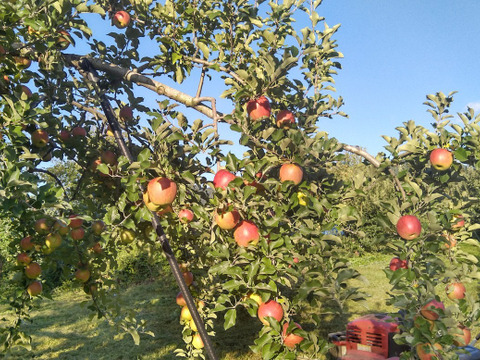 太陽の恵みをたっぷり受けた葉とらずりんご「シナノスイート」５キロ