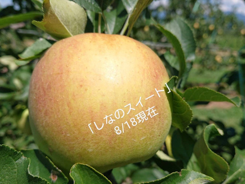 お待たせです。収穫開始！「しなのスイート約10kg 」当農園リピーターのお客様が一番多い品種です。爽やかな甘味が染み入ります。酸味も優しい品種です。（写真は9/30現在です）