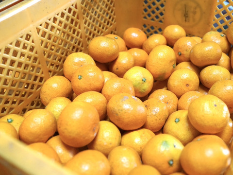 潮風たっぷりと太陽の光をたくさん浴びて育ちました。甘さと酸味のバランスが良い種類です。約4.5k入っています。どうぞご賞味ください。