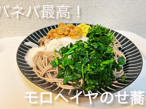 【もうすぐ収穫】丸ごと食べる！初穫れモロヘイヤ（100g×8袋）
