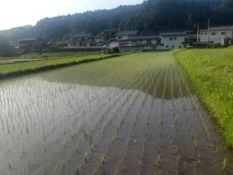 農薬化学肥料不使用『タキタテ』お弁当やおにぎりに！玄米10kg令和７年産　信州佐久穂町