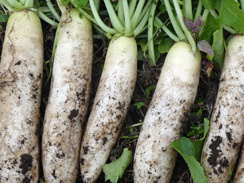 【福袋】今年一年の感謝を込めた冬の高原野菜セット