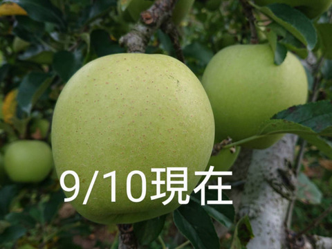 収穫スタートです！「シナノゴールド約10kg入り」スタッフお薦め・　ゴールデンデリシャスと千秋の交配種/2品種の良い所どり・瑞々しく　｢シャリ感最高」です。（写真9/30現在）