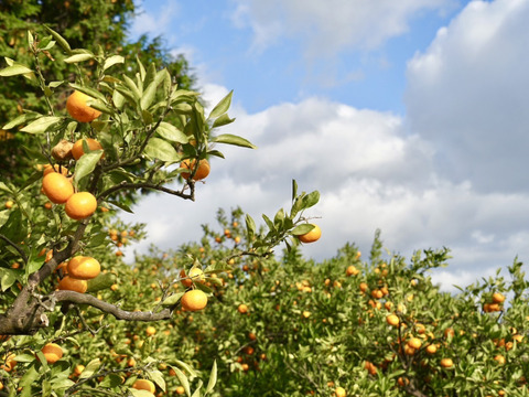 完熟冬みかん🍊　　　冬の寒さに耐えて樹上完熟みかん🍊甘ーいみかんです。酸味が欲しい方には少し物足りないかもしれません！