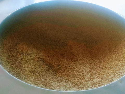自然栽培米　丹波産コシヒカリ　1kg