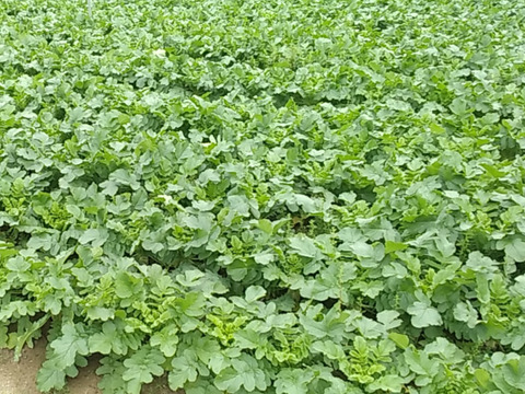 砂地栽培『和布和布大根』5～8本11kg