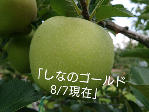 収穫スタートです！「シナノゴールド約10kg入り」スタッフお薦め・　ゴールデンデリシャスと千秋の交配種/2品種の良い所どり・瑞々しく　｢シャリ感最高」です。（写真9/30現在）