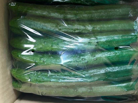 朝採り‼きゅうり (25本入 約2㎏)