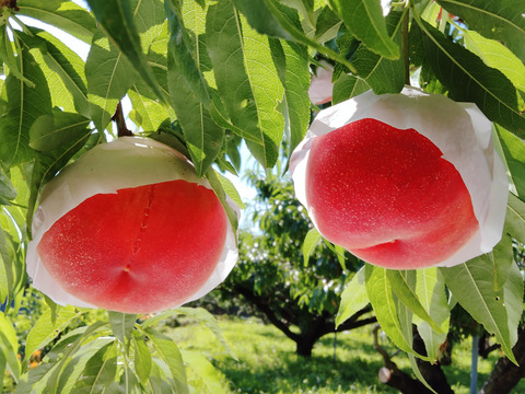 YK２B「晩生種】滴る果汁❗【硬くても甘い桃🍑】ご家庭用桃・約２kg（７個～５個）【2024年予約】