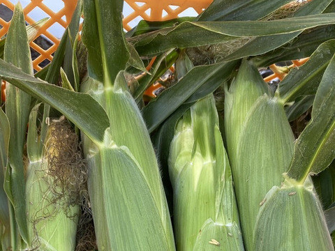 「俺に惚れてみないか？」あまーーーい！！！朝採れスイートコーン！（栽培期間中、農薬不使用）5本入