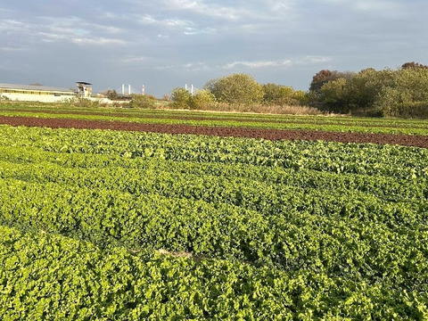 パリッとシャキシャキ！レタスの詰め合わせ（３種類以上を組み合わせ4~6個入）