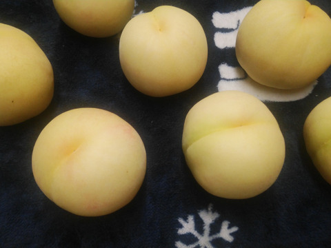 【お試し】【翌日着地域限定】【少々の生キズ有りの白桃🍑】5玉～6玉  【おかやま夢白桃・白麗】 1.5㎏～1.7㎏
