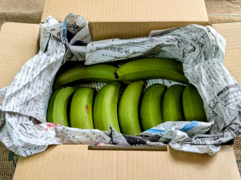 沖縄からの贈り物　台湾系島バナナ1㎏【農薬・除草剤・化学肥料不使用】
