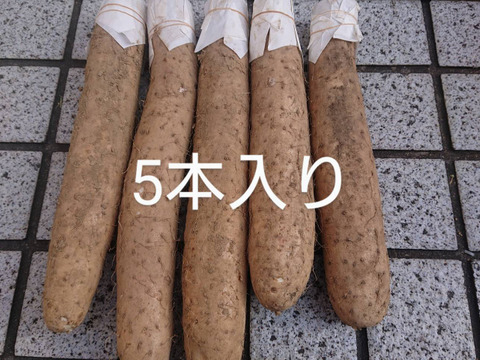 長芋掘りました！1本辺り約６００㌘が５本入ってます。
疲労回復に滋養強壮に美肌効果にも良いですよ。値下げしました。