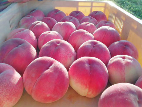 YW３T【中生種】滴る果汁❗【硬くても甘い桃🍑】訳あり桃・約３kg（１２個～８個）【2024年予約】