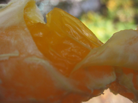 瀬戸内よりお届け！いまが旬の温州みかん（南柑20号）10㎏詰合せ【約60～80個・サイズ混合】