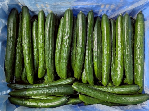 朝採り‼きゅうり (25本入 約2㎏)