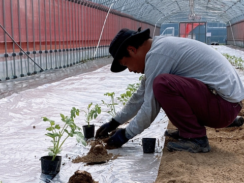 思わず笑顔が溢れる♡驚くほど甘〜い！祭りばやし大玉スイカ【4Lサイズ10〜12キロ/1玉】数量限定！