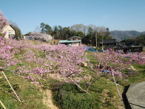 【 2026年先行予約 】【 贈答用 】【 朝どれ 】【 樹熟🍑 】11玉〜12玉　4㌔箱