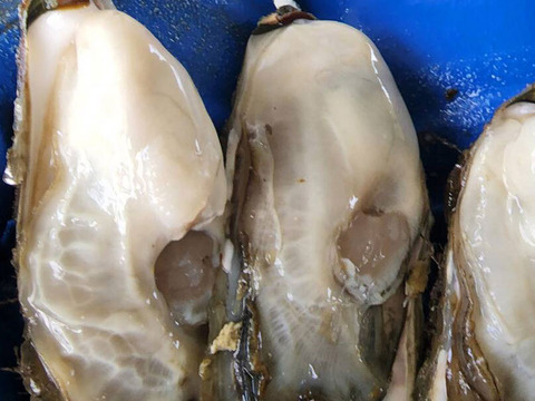 加熱用 殻付き牡蠣3kg 宮城県松島産  お歳暮 お中元 熨斗対応可 殻付き 無選別 牡蠣 カキ バーベキュー BBQ 海鮮物 漁師直送