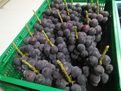 「牧丘天空の丘　幻のキング巨峰」 約1kg(2～3房)10月1日～発送