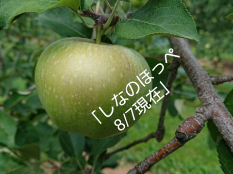 【収穫中です】硬くてパリッとシャリッとの食感が好きな方は「しなのほっぺ」約5㎏　長野県オリジナル品種・酸味と甘味が絶妙、スタッフ推しりんごです。