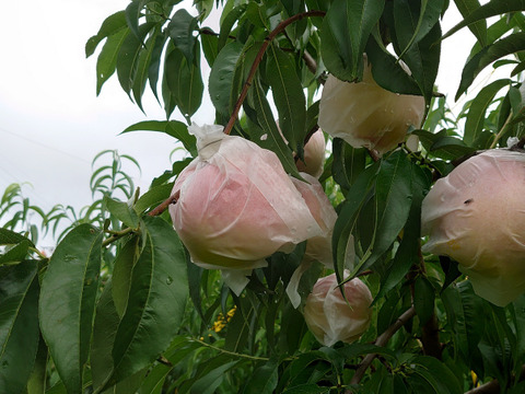 数量限定！麻績村産【清水白桃】家庭用約2kg