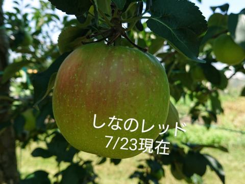 お蔭様で残り１ケースです。「しなのレッド」約5kg入り。8月収穫りんご・ 夏の暑さに疲れた身体に最適です。｛酸味の魅力｝長野県オリジナル品種です。私の夏のお薦め品種・紅玉りんごお好きな方にお薦め品種