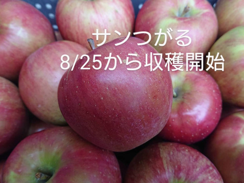 収穫始まりました！「サンつがる」約5kg　サンつがるは果汁が多く甘味を引き立てる酸味が魅力。昨年（2023年）は霜被害にあってしまいましたが今年はたくましく育ってくれています。（＾＾）