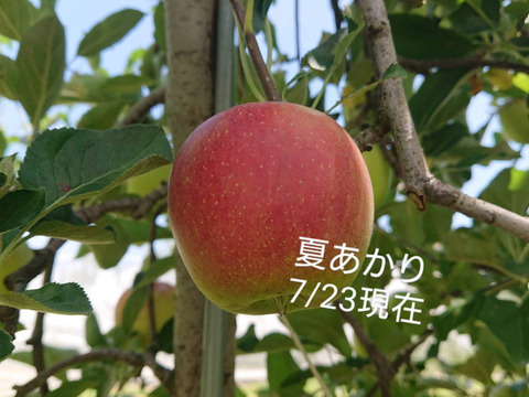 今年8月収穫りんご詰め込みました。１００％ストレートジュース（砂糖不使用）「晩夏の魅惑」第２弾（使用品種・しなのリップ/サンつがる/紅みのり）この組み合わせ中々ないですよ。goo！