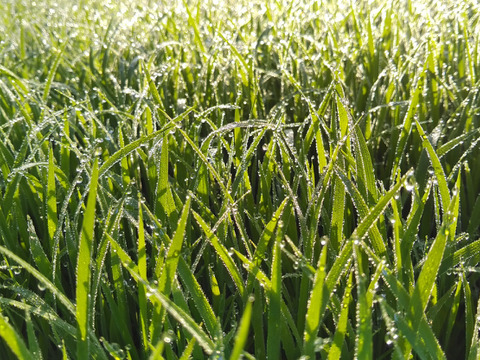 【セット商品】魚沼産コシヒカリとミルキークイーン精米　各5Kg　詰め合わせ