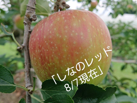 お蔭様で残り１ケースです。「しなのレッド」約5kg入り。8月収穫りんご・ 夏の暑さに疲れた身体に最適です。｛酸味の魅力｝長野県オリジナル品種です。私の夏のお薦め品種・紅玉りんごお好きな方にお薦め品種