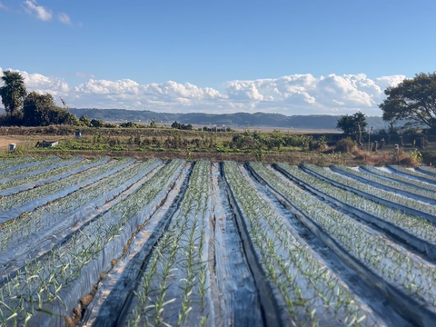 にんにく  訳あり 千葉県香取市産ニンニク 500ｇ  青森ホワイト六片種 有機肥料のみで育ちましたが納得いかず、訳あり 【傷あり】 500gにんにく 農場直送