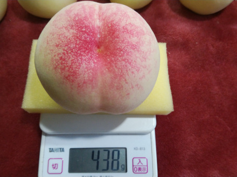 2025年先行予約【ご家庭用】【朝どれ】8玉入り詰合せ　くだもの王国おかやまよりお届け(1品種〜最大3品種)