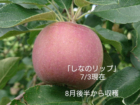 収穫始まりました！「しなのリップ約5kg」「夏りんごの主役」！長野県オリジナル品種。果汁が多く甘味と酸味のバランスが良い。夏収穫りんごを食べるなら押さえておきたい品種です。お届け後冷蔵庫にて
