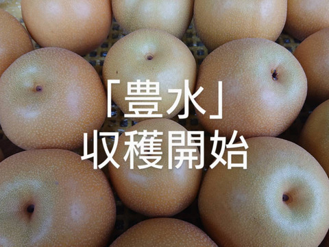 収穫開始です！「豊水梨」約3kg　瑞々しくて爽やかな甘味でシャリっと食感です！お蔭様で残り１セットです。