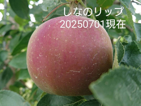 「しなのリップ約10kg」「夏りんごの主役」！長野県オリジナル品種。果汁が多く甘味と酸味のバランスが良い。夏収穫りんごを食べるなら押さえておきたい品種です。お届け後冷蔵庫にて